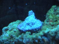 frist frags for sale 019.jpg