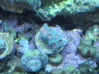 frist frags for sale 020.jpg