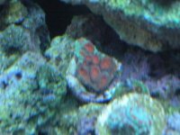 frist frags for sale 021.jpg