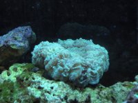 frist frags for sale 025.jpg
