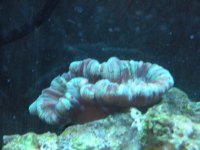 frist frags for sale 026.jpg