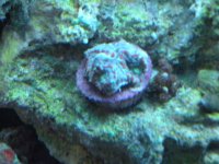 frist frags for sale 022.jpg