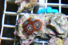 raspberry_zoa.jpg