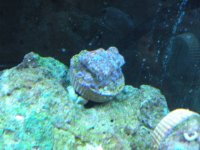 frist frags for sale 023.jpg