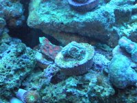 frist frags for sale 018.jpg