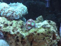 frist frags for sale 024.jpg