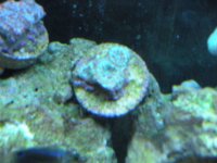 frist frags for sale 029.jpg