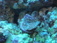 frist frags for sale.jpg