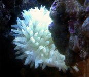 anemone.sized.jpg