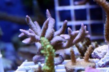 IMG_2790.jpg