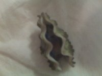 clam.jpg