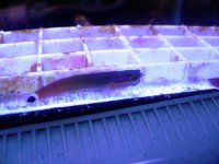 Tailspot Blenny1.jpg