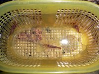 Peppermint Shrimp.jpg