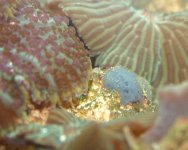 Unknown species.jpg