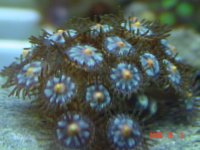 zoa1.jpg zoa1.jpg