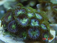 zoa2.jpg zoa2.jpg