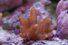 Toadstool Leather.jpg