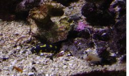 gobies 011.JPG