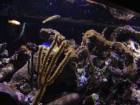 gobies 009.JPG