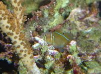 gobies 012.JPG