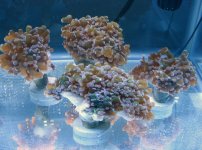 Brown Pink ip Frospawn.jpg