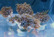Brown Pink Tip 3.jpg