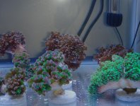 Frogspawn 8.jpg