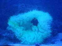 anemone.JPG