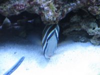 fish pics 001.jpg