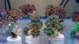 Frog Spawn 7.jpg