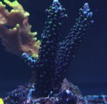 acro 4.jpg