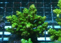 acro 7.JPG