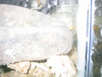 new sump 012.jpg