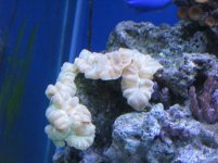 coral.jpg