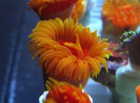 coral one.JPG