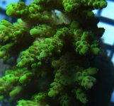 acro6.jpg