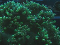 coral2 .JPG