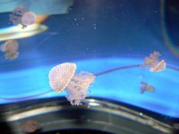 Jellyfish Day P1070267 copy.jpg