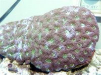 acan 1 (Small).jpg