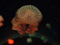 Jellyfish Night P1070265 copy.jpg