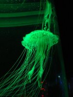 Jellyfish Long Tentacle Green P1070268 copy.jpg