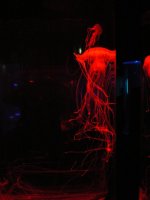 Jellyfish Long Tentacle Red P1070272 copy.jpg