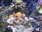 Fire coral, green w-purple rim cap_800x600.jpg