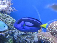 hippo tang.jpg