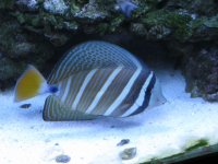sailfin.jpg