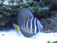 sailfin 2.jpg