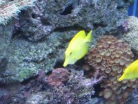 yellow tang.jpg