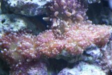 IMG_0696.JPG