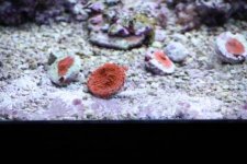 IMG_0787.JPG