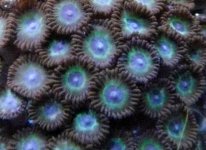 zoas 1.jpg